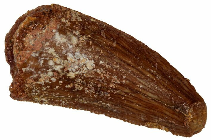 Serrated Raptor Tooth - Feeding Worn Tip #333336